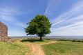 Lonely big green tree against the background of rare cirrus cloudsÃÂ in Radicofani fortress. Tuscany, Italy Royalty Free Stock Photo